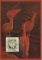 Bulgarie Carte Maximum Oiseaux 1961 Pélican 1061 - Storia Postale