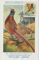 Bulgarie Carte Maximum Oiseaux 1961 Faisan 1062 - Storia Postale