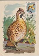 Bulgarie Carte Maximum Oiseaux 1961 Gélinotte 1065 - Storia Postale