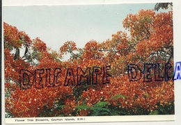 Cayman Islands. Flower Tree Blossoms - Kaimaninseln