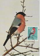 Bulgarie Carte Maximum Oiseaux 1965 Bouvreuil 1315 - Briefe U. Dokumente