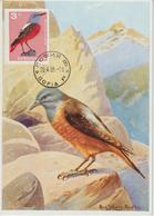 Bulgarie Carte Maximum Oiseaux 1965 Merle De Roche 1317 - Briefe U. Dokumente