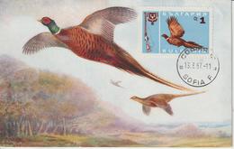 Bulgarie Carte Maximum Oiseaux 1967 Faisan 1483 - Brieven En Documenten