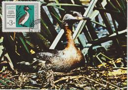 Bulgarie Carte Maximum Oiseaux 1968 Grèbe 1629 - Storia Postale