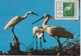Bulgarie Carte Maximum Oiseaux 1968 Spatule 1631 - Briefe U. Dokumente