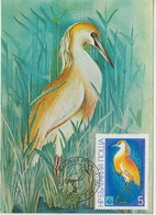 Bulgarie Carte Maximum Oiseaux 1981 Ardeola 2617 - Briefe U. Dokumente