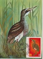 Bulgarie Carte Maximum Oiseaux 1981 Botaurus 2618 - Briefe U. Dokumente