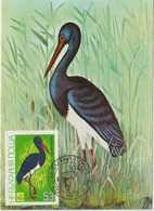 Bulgarie Carte Maximum Oiseaux 1981 Ciconia 2621 - Lettres & Documents