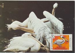 Bulgarie Carte Maximum Oiseaux 1988 Pélican 3171 - Covers & Documents