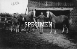 Fotokaart Boerderij - Paarden -  Hille -  Zwevezele - Wingene