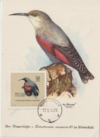 Pologne Carte Maximum Oiseaux 1960 Trichodrome 1080 - Maximumkaarten