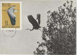 Pologne Carte Maximum Oiseaux 1964 Héron 1351 - Maximum Cards