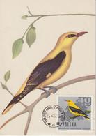 Pologne Carte Maximum Oiseaux 1966 Loriot 1571 - Cartes Maximum