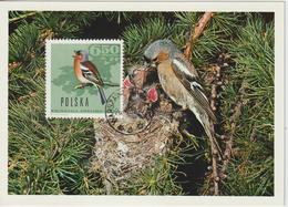 Pologne Carte Maximum Oiseaux 1966 Pinson 1575 - Maximum Cards