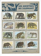 ELEPHANT Ancêtres 12 X Chromos Collées Sur Feuille D'album 21 X 7 Cm De 1932's TB Texte Sans Rapport Au Dos. - Nestlé