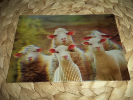 Sheep 3D Lenticular  Postkarte Postcard - Stieren