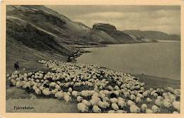 Pays Div- Islande - Island  -ref V789- Fjarrekstur - Troupeau De Moutons - Mouton - Sheep - Sheeps  - - Islande