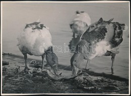 Cca 1930 Kinszki Imre (1901-1945) Budapesti Fotóművész Hagyatékából, Pecséttel Jelzett és Aláírt Vintage Fotó, A Szerző  - Sonstige & Ohne Zuordnung