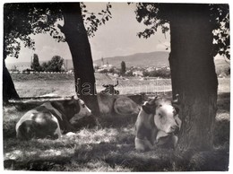 1960 Szöllősy Kálmán (1887-1976): Noon's Rest, Feliratozott Fotóművészeti Alkotás, Pecséttel Jelzett, 30×40 Cm - Otros & Sin Clasificación