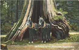 T2 1907 Vancouver, Stanley Park, The Famous Big Tree, Horses - Sonstige & Ohne Zuordnung