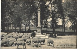 ** T2 Burgos, A La Puerta De La Cartuja De Miraflores / Miraflores Charterhouse, A Flock Of Sheep In Front Of The Gate - Autres & Non Classés