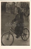 ** T1 Mackó Kerékpáron Jár, Kiadja Budapest Székesfőváros Állat- és Növénykertje / Bear Riding A Bicycle, Humour, Budape - Sin Clasificación