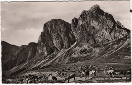 Hochalp Mit Aggenstein 1987 M - Vieh / Rinder - Bad Kissingen