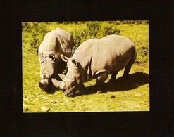 78 . CHÂTEAU DE THOIRY EN YVELINES . RHINOCÉROS BLANCS . - Rhinozeros