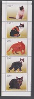 Chad 1998 Cats, Mint Never Hinged - Autres & Non Classés