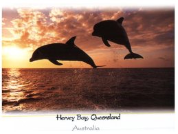 (44) Australia Postcard - (with Xmas Stamp) - QLD- Harvey Bay And Dolphins - Sunshine Coast