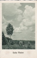 AK Hohe Maien - Baum Wald Landschaft Natur - Ca. 1940  (45806) - Pfingsten