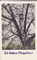 AK Ein Frohes Pfingstfest - Blühender Baum - Vogelhaus - 1951  (45815) - Pfingsten