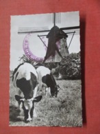 Netherlands > Noord-Holland > Aalsmeer  Cow & Windmill  > Ref 3795 - Aalsmeer