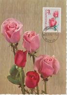 Bulgarie Carte Maximum Fleurs 1962 Rose 1128 - Briefe U. Dokumente