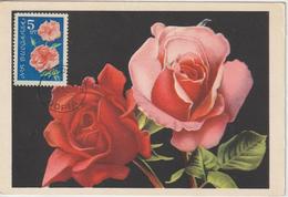Bulgarie Carte Maximum Fleurs 1962 Rose 1130 - Cartas & Documentos