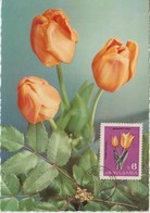 Bulgarie Carte Maximum Fleurs 1963 Tulipes 1212 - Covers & Documents