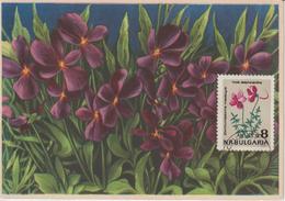 Bulgarie Carte Maximum Fleurs 1963 Violettes 1213 - Briefe U. Dokumente