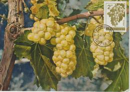 Bulgarie Carte Maximum Fruits 1965 Raisin 1365 - Briefe U. Dokumente