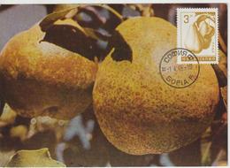 Bulgarie Carte Maximum Fruits 1965 Poires 1366 - Briefe U. Dokumente
