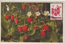 Bulgarie Carte Maximum Fruits 1965 Fraises 1368 - Lettres & Documents