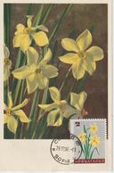 Bulgarie Carte Maximum Fleurs 1967 Narcisses 1478 - Storia Postale