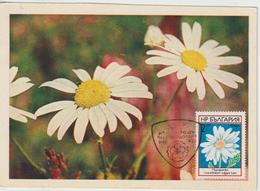 Bulgarie Carte Maximum Fleurs 1973 Marguerites 2001 - Covers & Documents