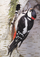 Germany, Birds,Great Spotted Woodpecker - Pájaros