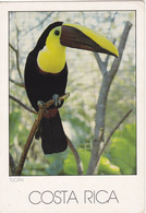 Costa Rica, Birds, Animals, Tucan, Traveled Postcard - Pájaros