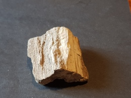 ARGENTINA LEGNO PIETRIFICATO Mm.35x28 - Fossielen