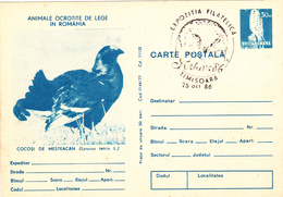 Romunia, Animals, Birds, Owls, Carte Postales - Lettres & Documents