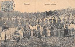 PIE-Z SDV-FR-19-5728 : GARGES. CUEILLETTE DES POIS. RECOLTE. AGRICULTURE. - Garges Les Gonesses