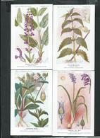 Planches De Botanique Des établissements Fumouze à Paris, 4eme Série De 8 Cartes Sur Les Plantes Médecinales - Plantes Médicinales