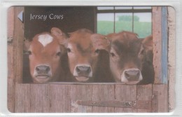 JERSEY 1997 COWS - Mucche