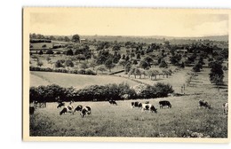 Belgique Battice Panorama Vache Vaches Paturages - Herve